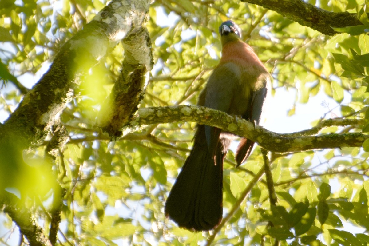 Purple-crested Turaco - ML646446692