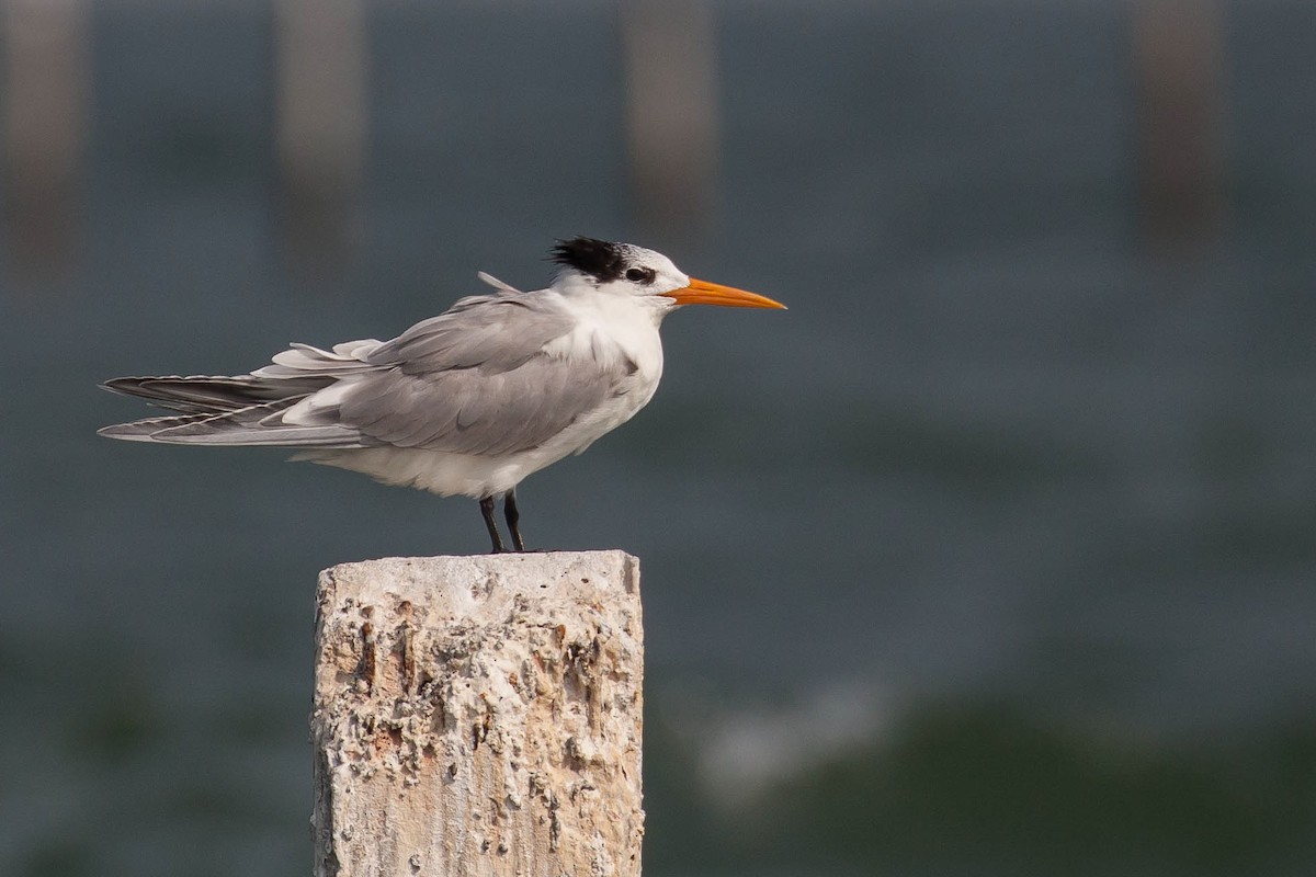Lesser Crested Tern - ML646446697