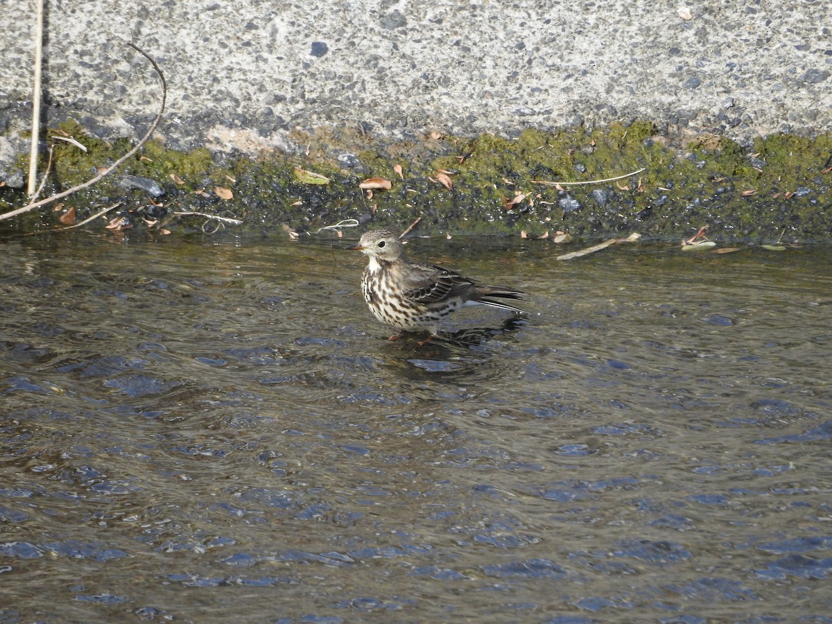 amurpiplerke - ML646446702