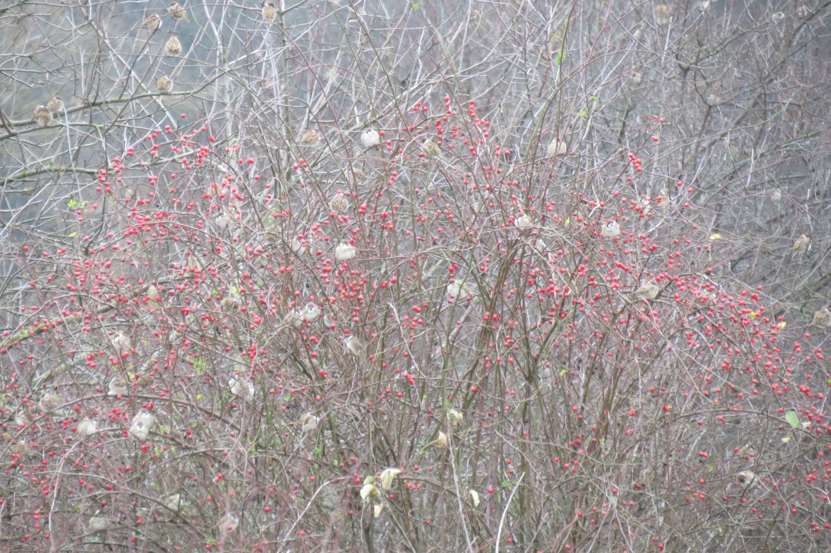 Eurasian Tree Sparrow - ML646446706