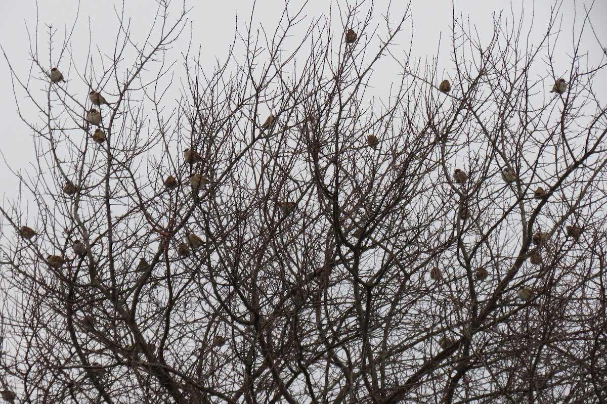 Eurasian Tree Sparrow - ML646446707