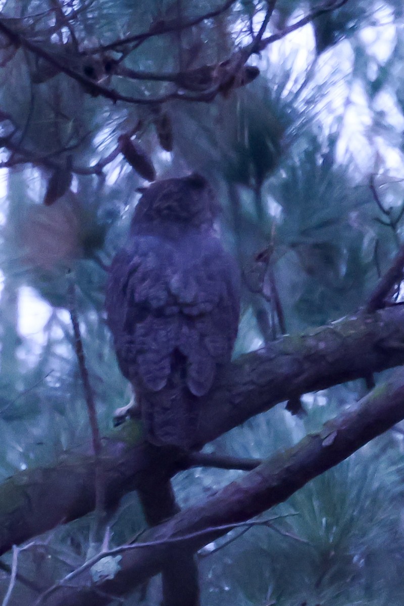 Great Horned Owl - ML646446708