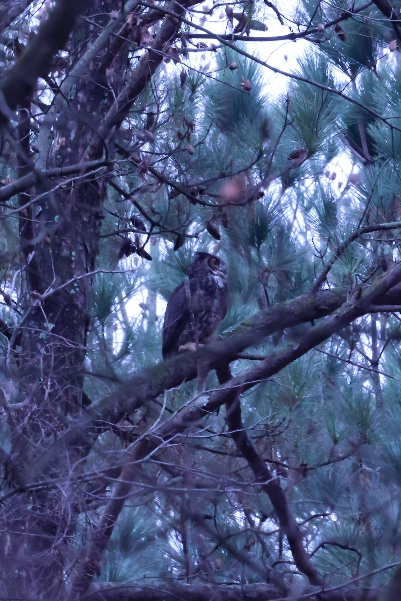 Great Horned Owl - ML646446709