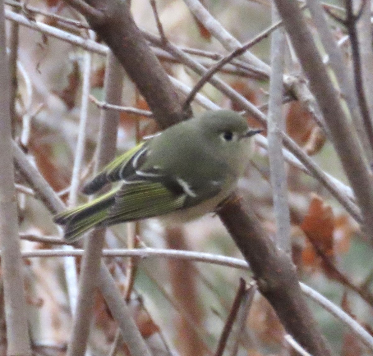 Ruby-crowned Kinglet - ML646446710
