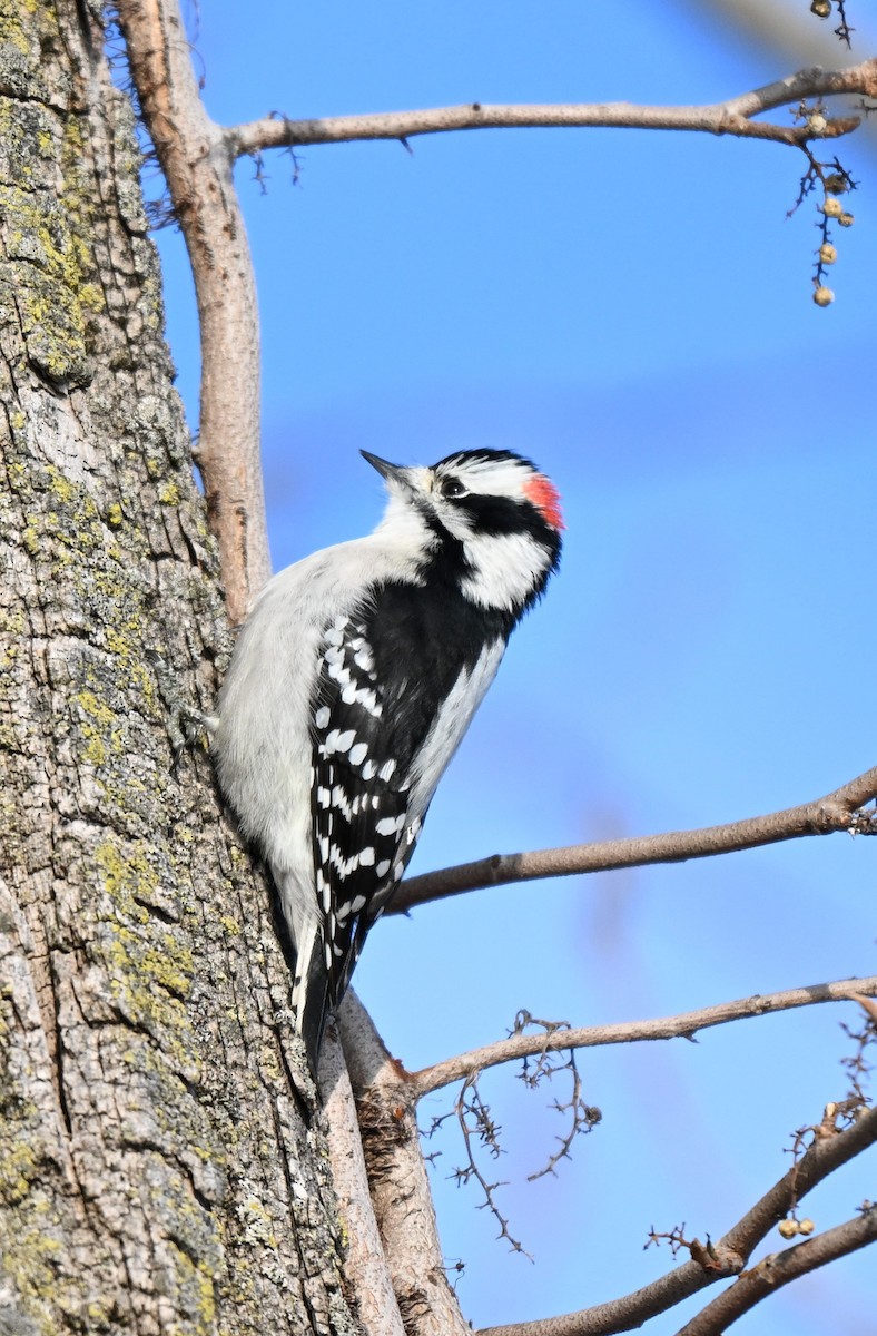 Downy Woodpecker - ML646446711
