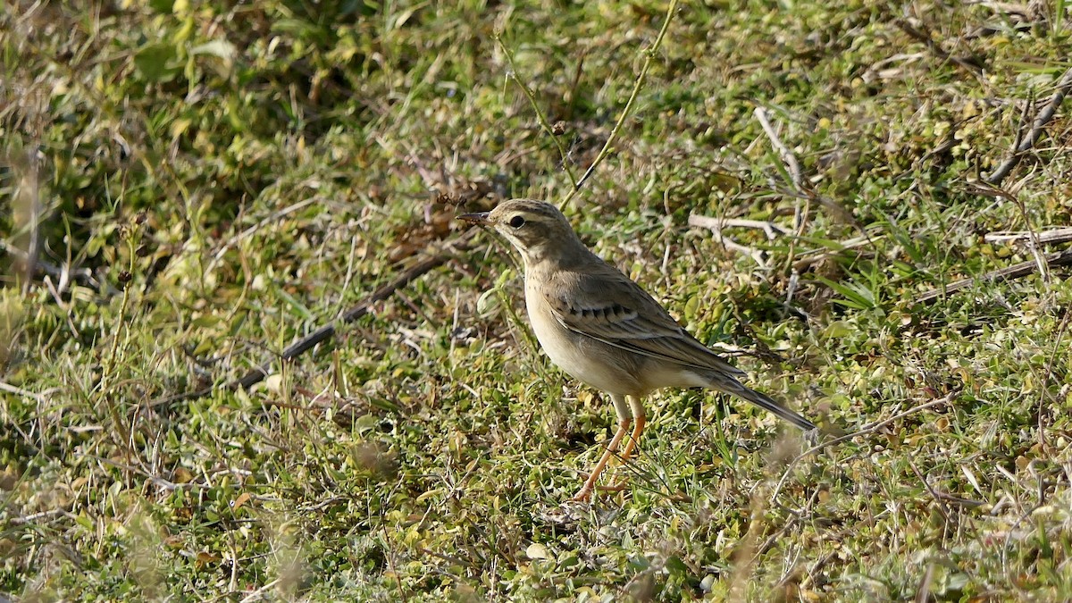 linduška rýžová - ML646446712