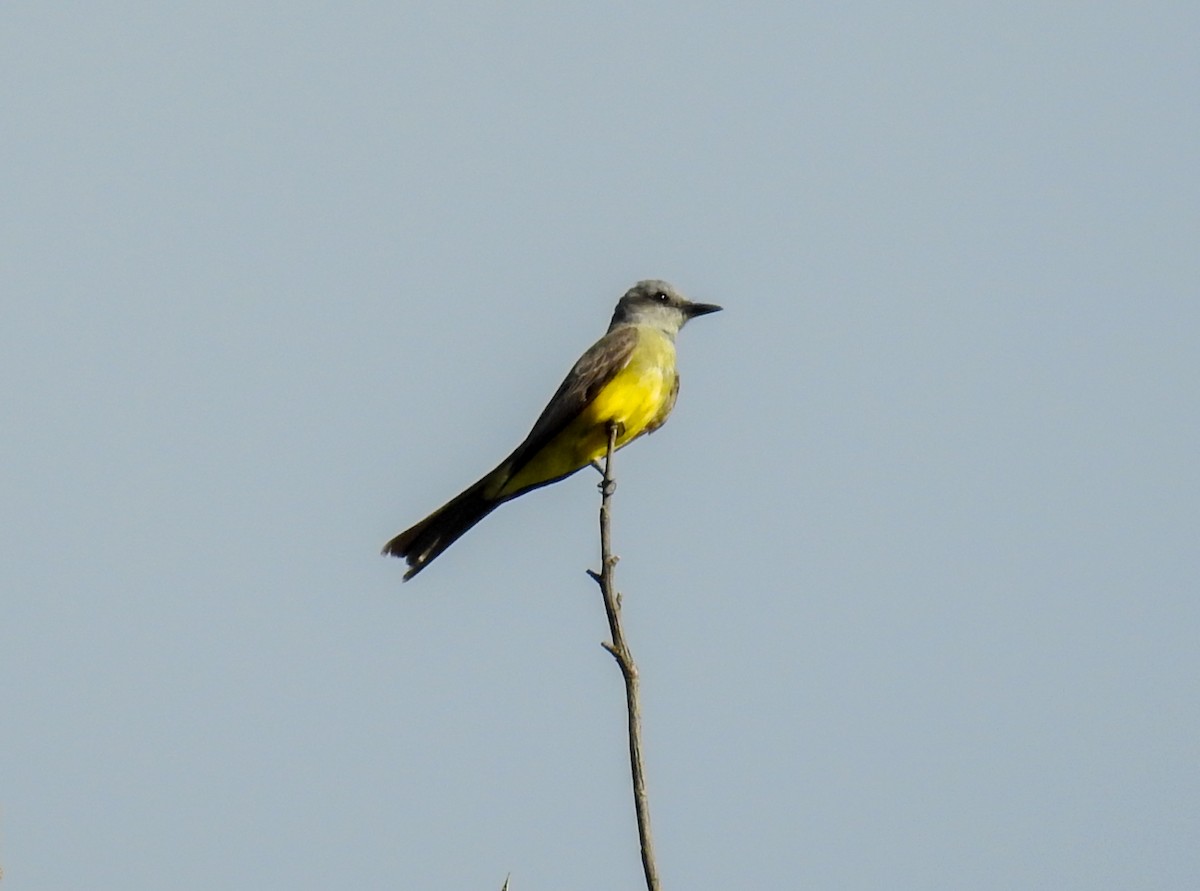 Tropical Kingbird - ML646446715