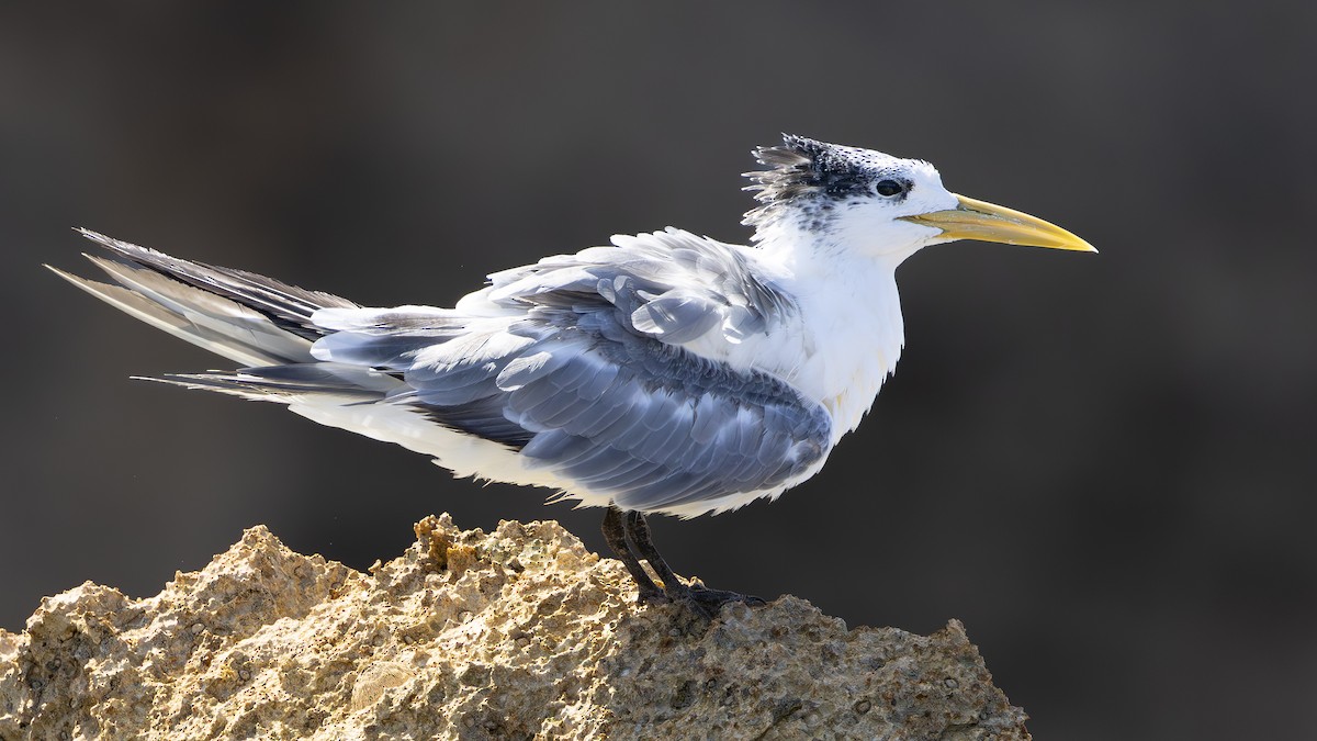 Great Crested Tern - ML646446718
