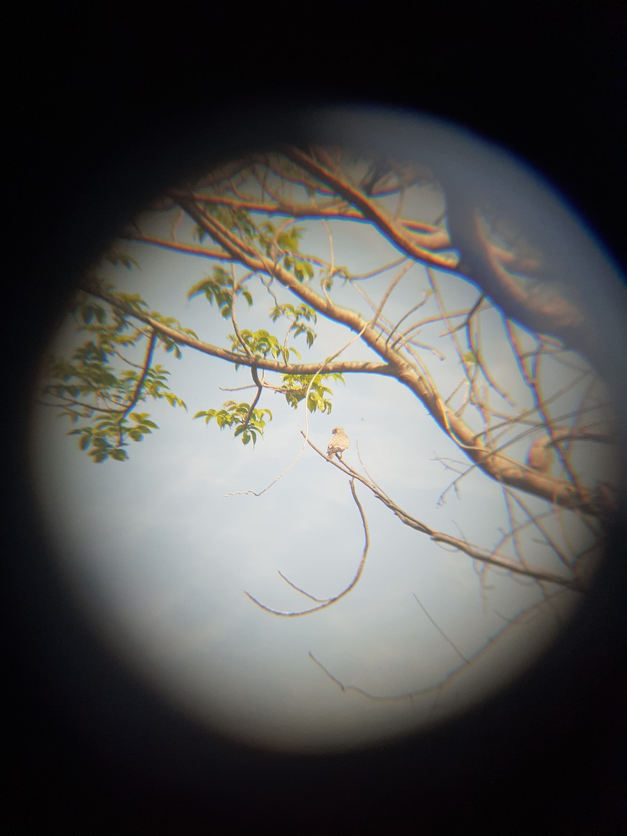 Eurasian Kestrel - ML646446719