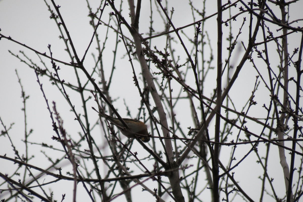 Brambling - ML646446721