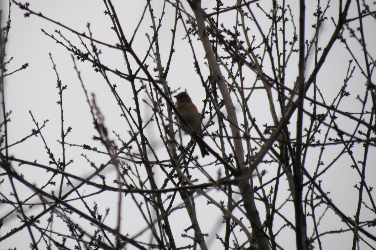 Brambling - ML646446722