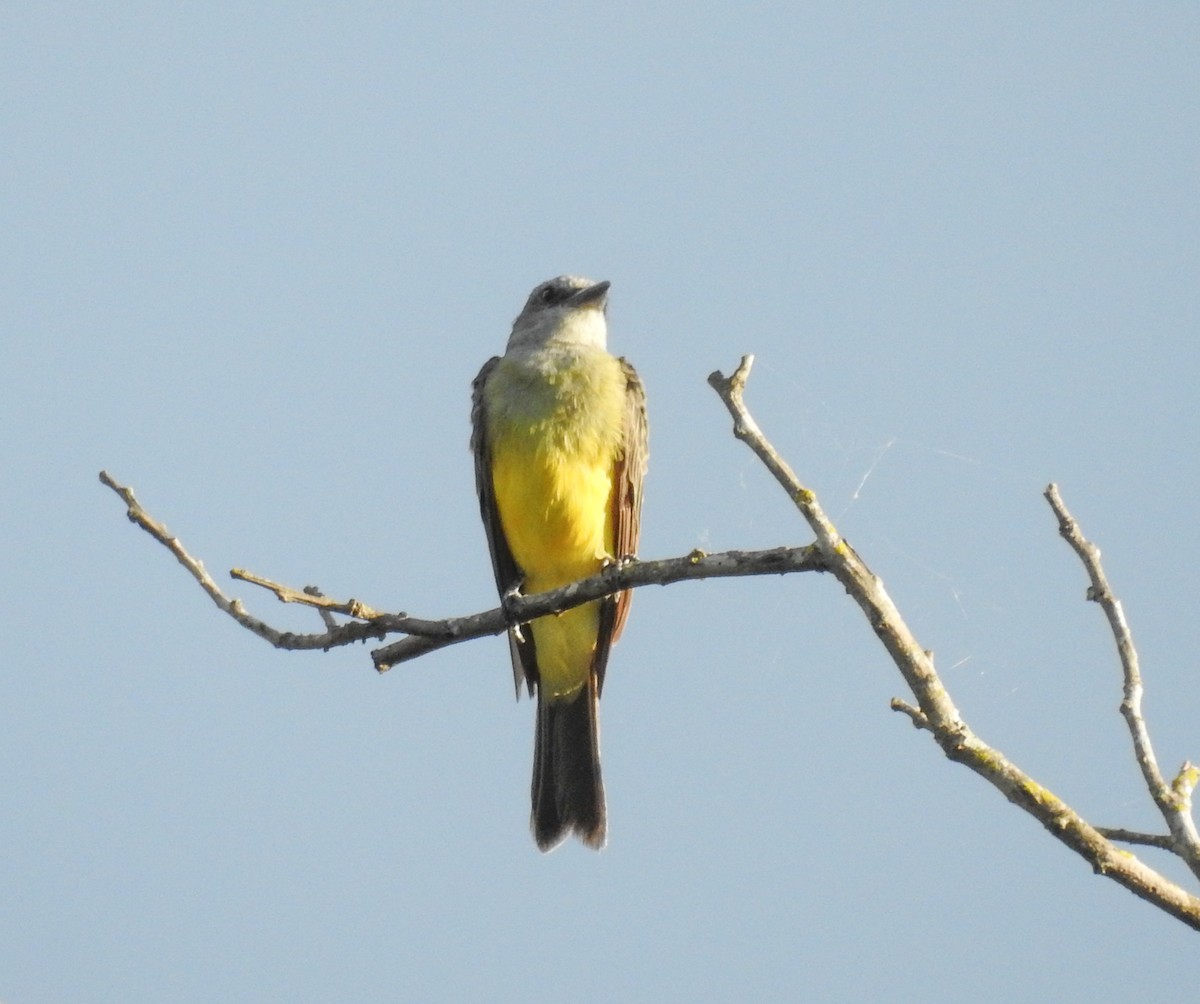 Tropical Kingbird - ML646446723
