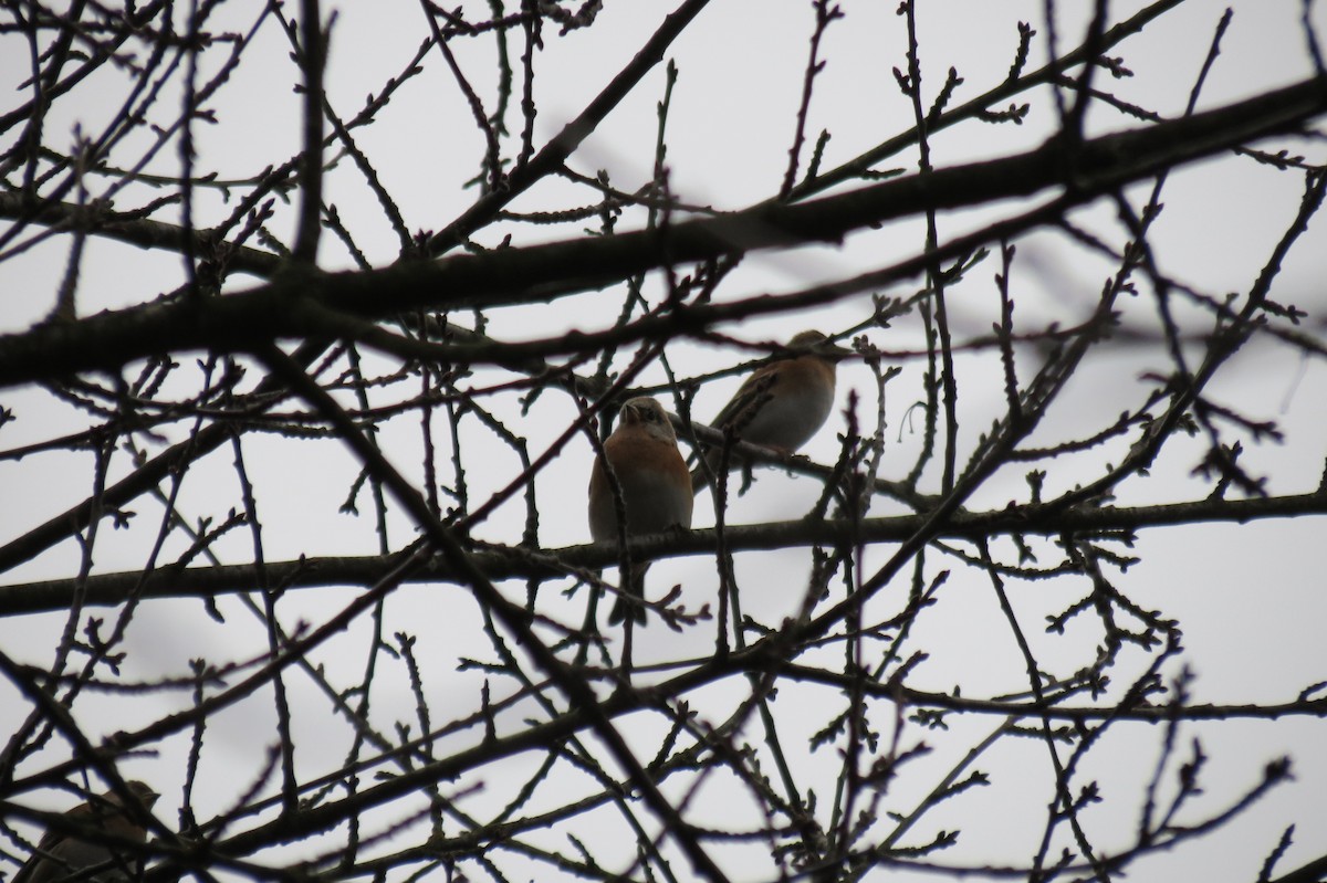 Brambling - ML646446728