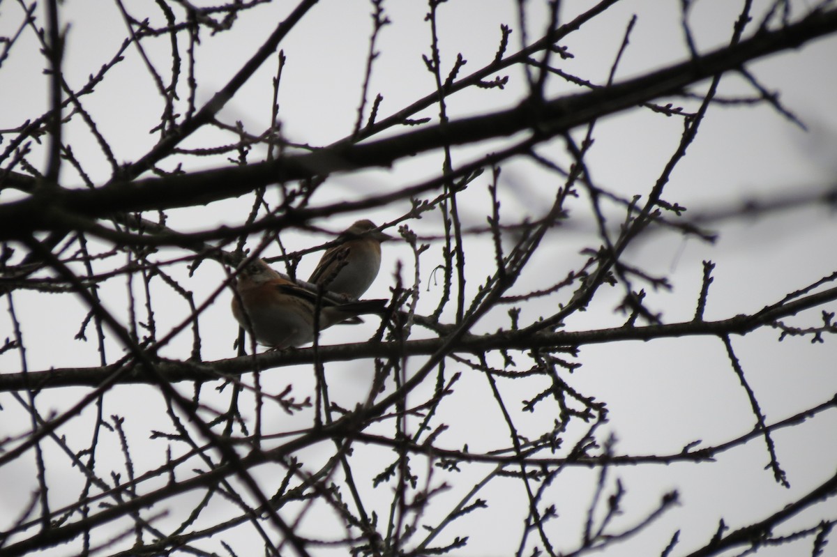 Brambling - ML646446729