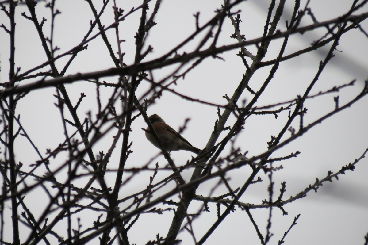 Brambling - ML646446730