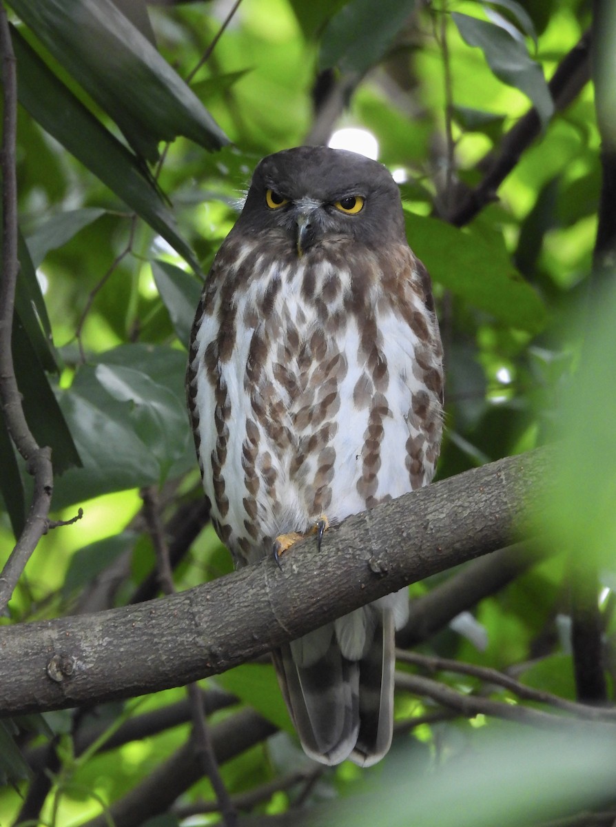 Northern Boobook - ML646446734