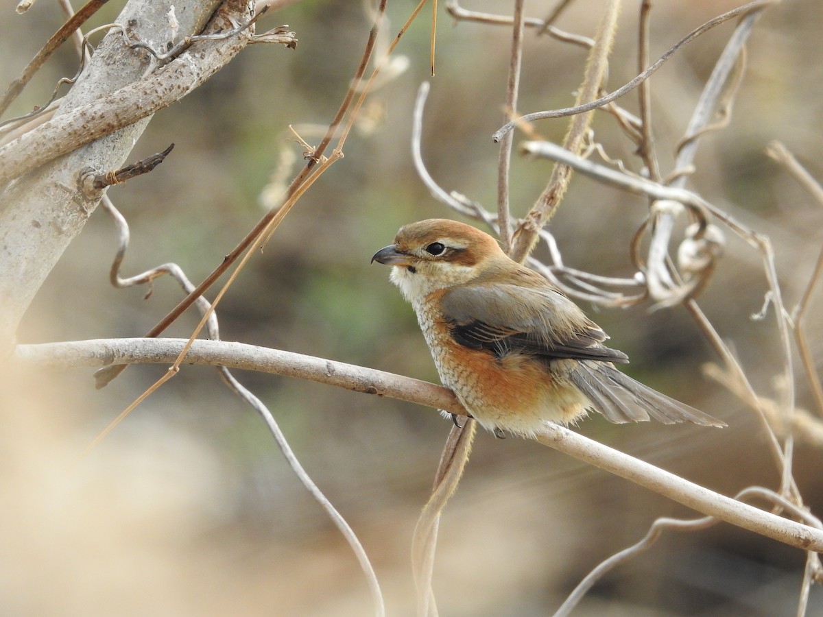 oksevarsler - ML646446736