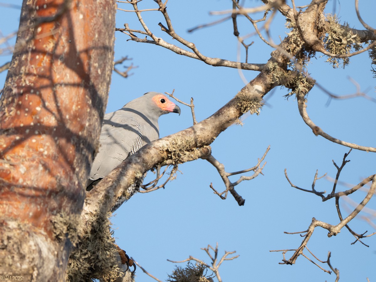 Madagascar Harrier-Hawk - ML646446739