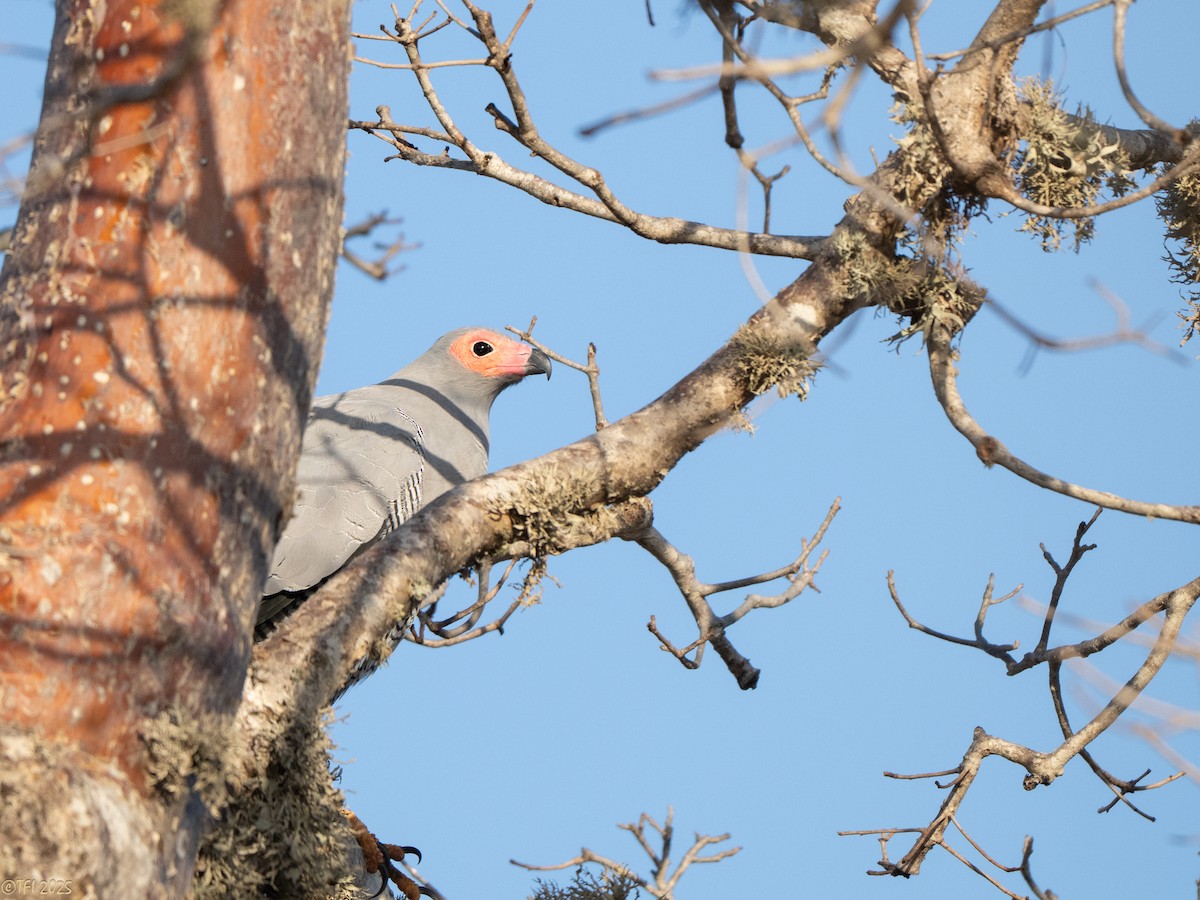 Madagascar Harrier-Hawk - ML646446741