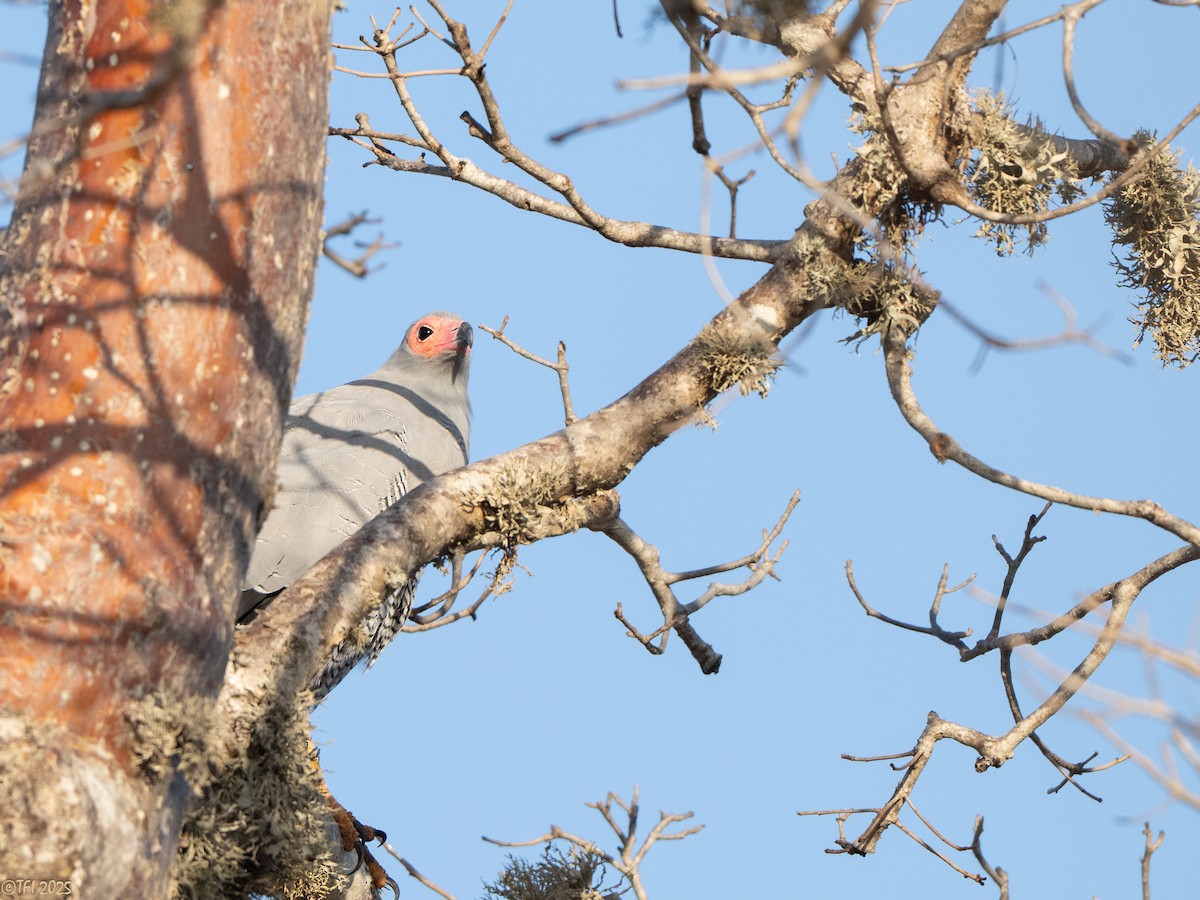 Madagascar Harrier-Hawk - ML646446742