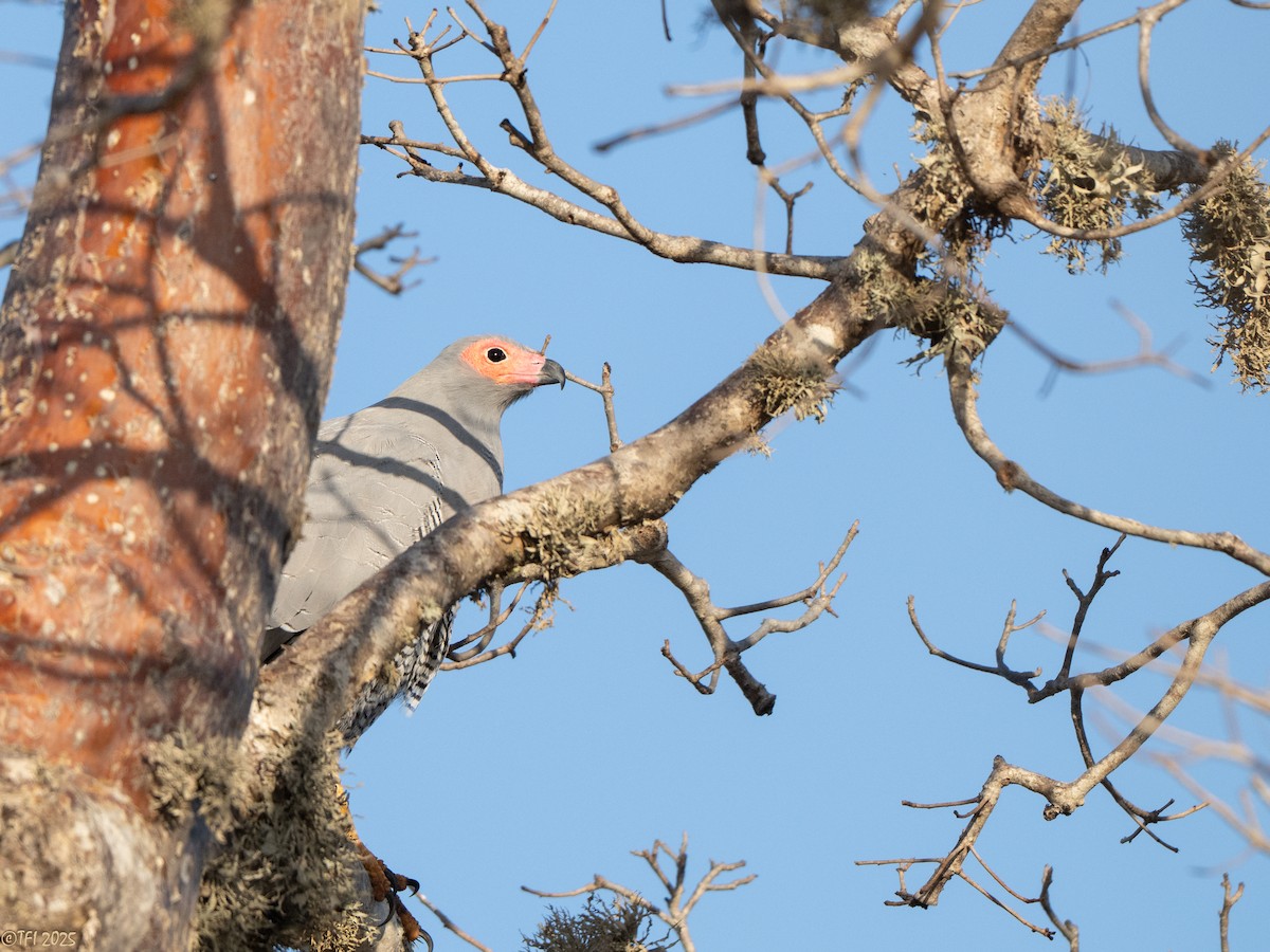 Madagascar Harrier-Hawk - ML646446743