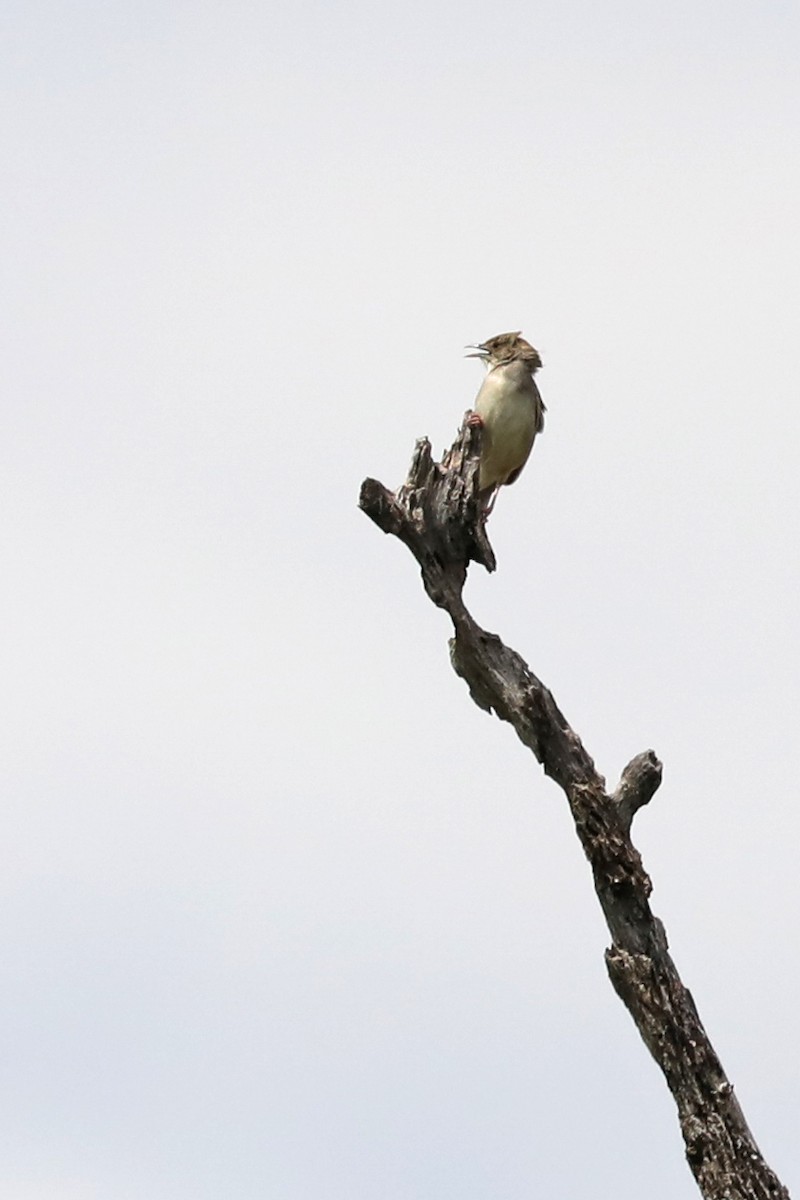 Rotscheitel-Zistensänger - ML646446744