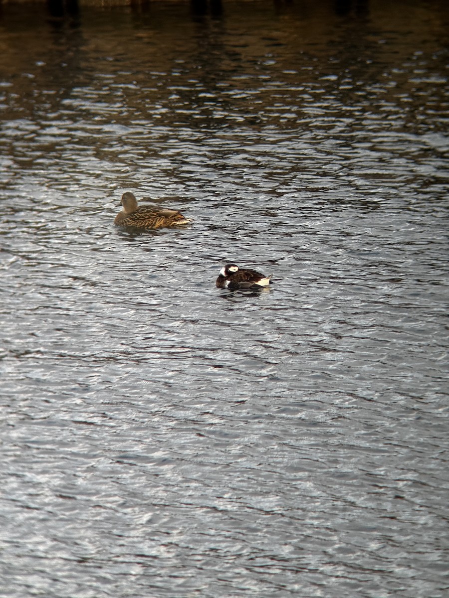 hoholka lední - ML646446749