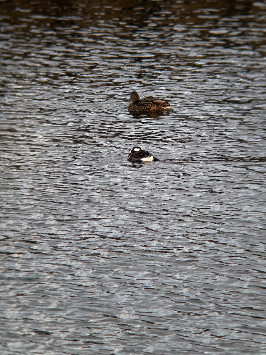 hoholka lední - ML646446750