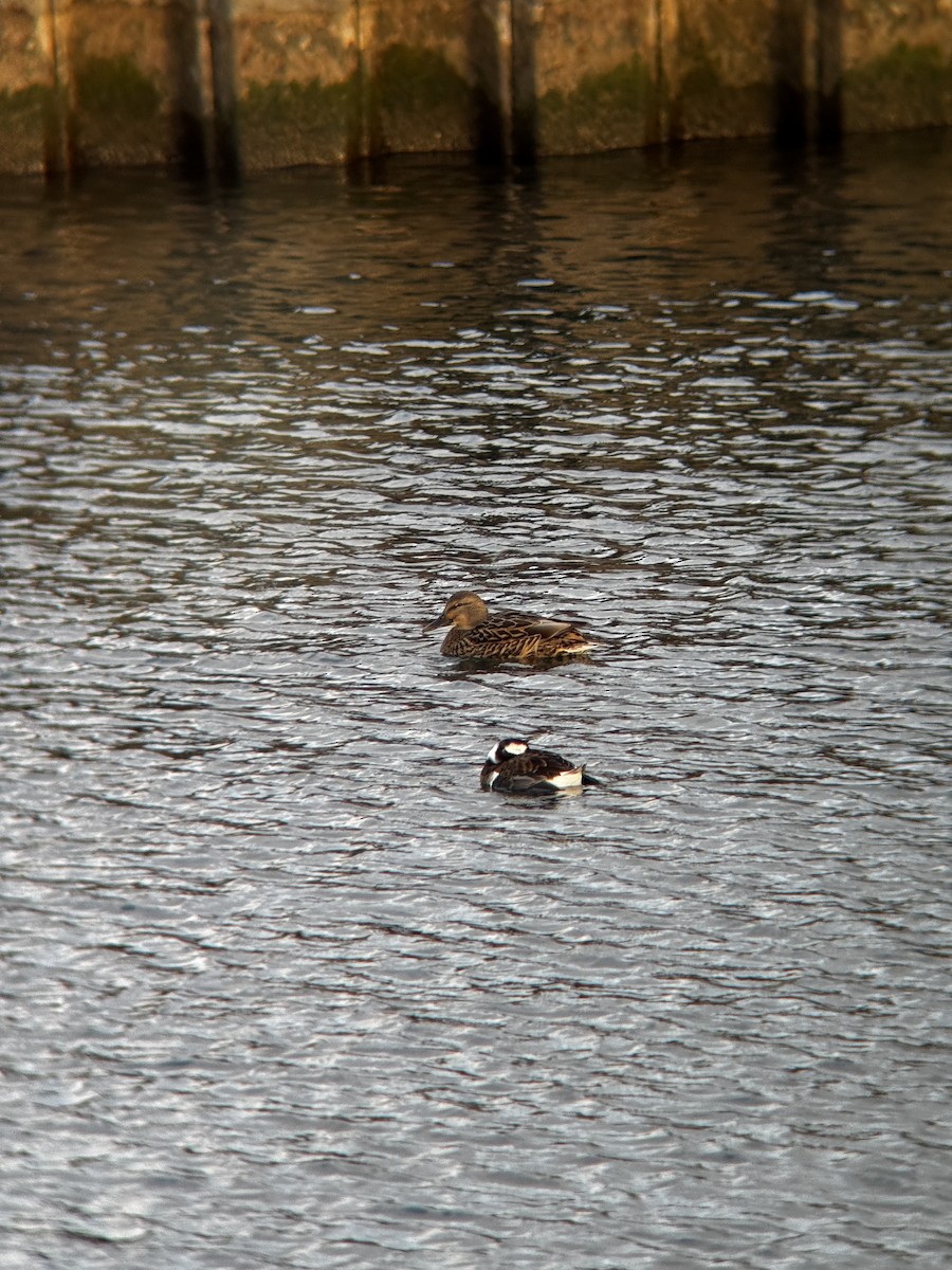 hoholka lední - ML646446751