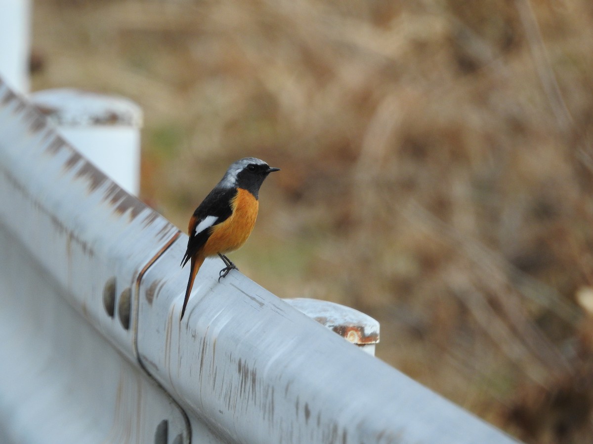 aurorarødstjert - ML646446752