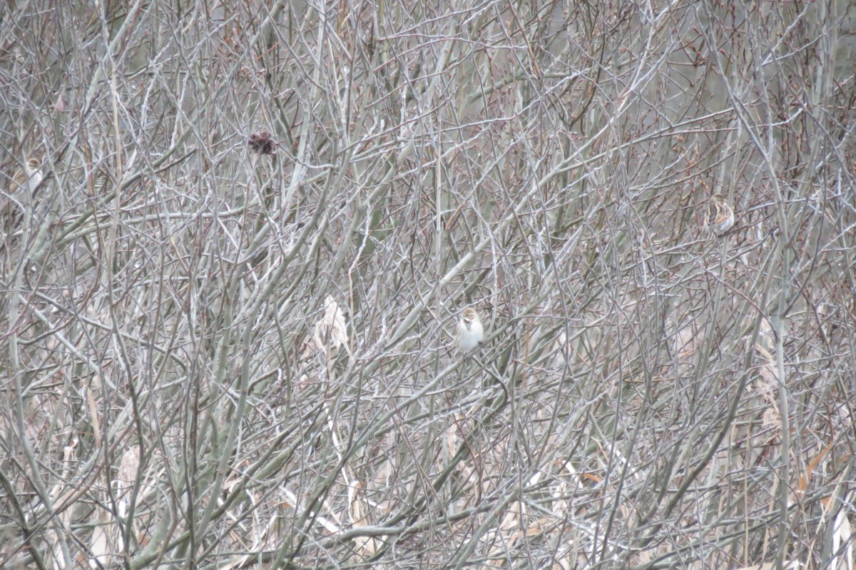 Reed Bunting - ML646446754