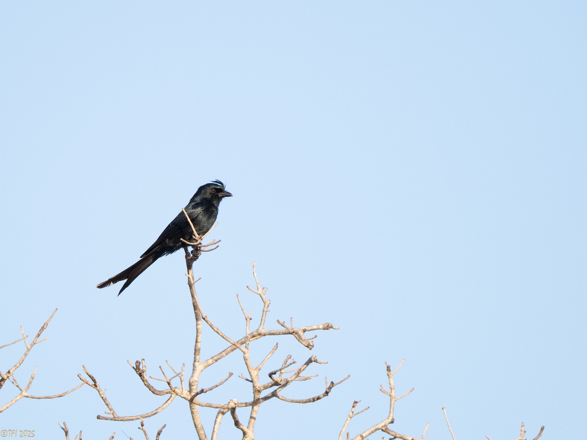 Crested Drongo (Madagascar) - ML646446755
