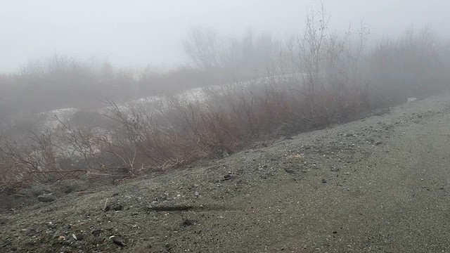 Куріпка біла - ML646446760