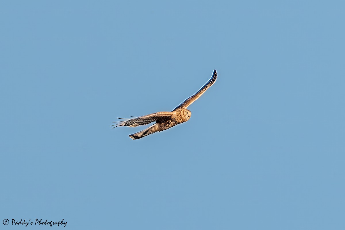 Полевой лунь - ML646446762