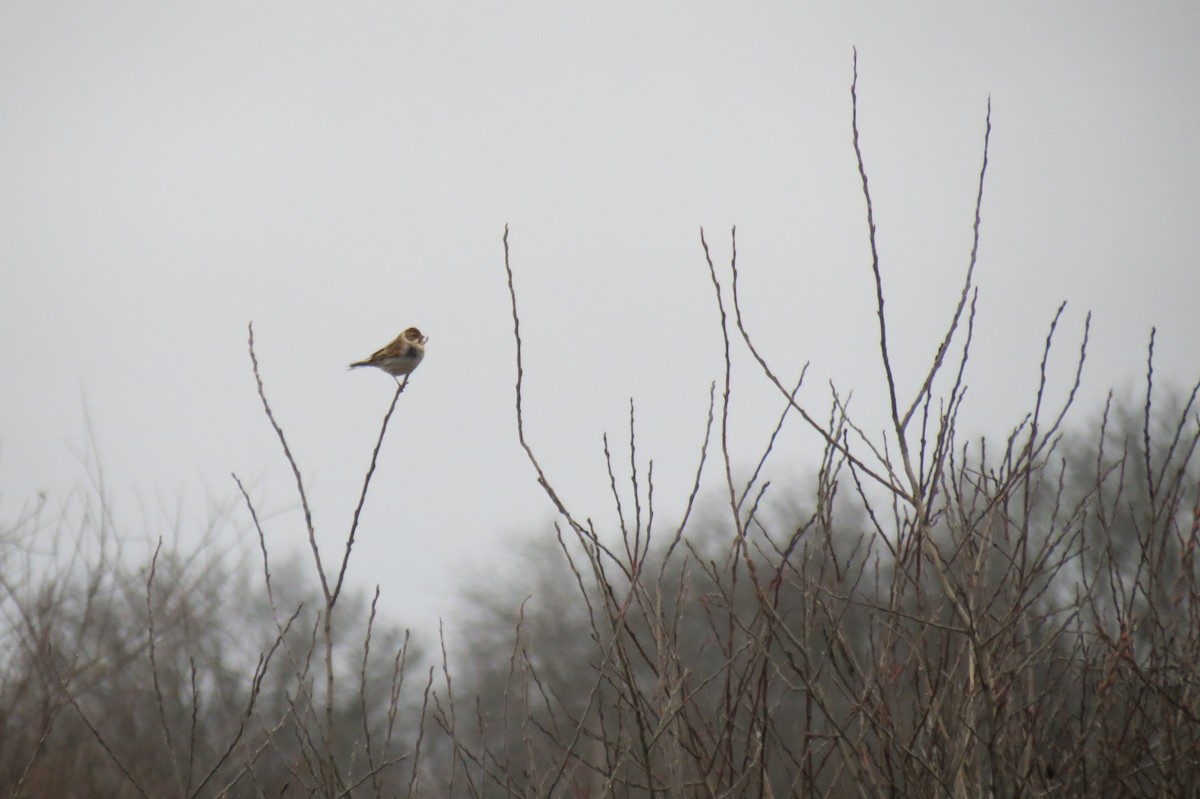 Reed Bunting - ML646446765