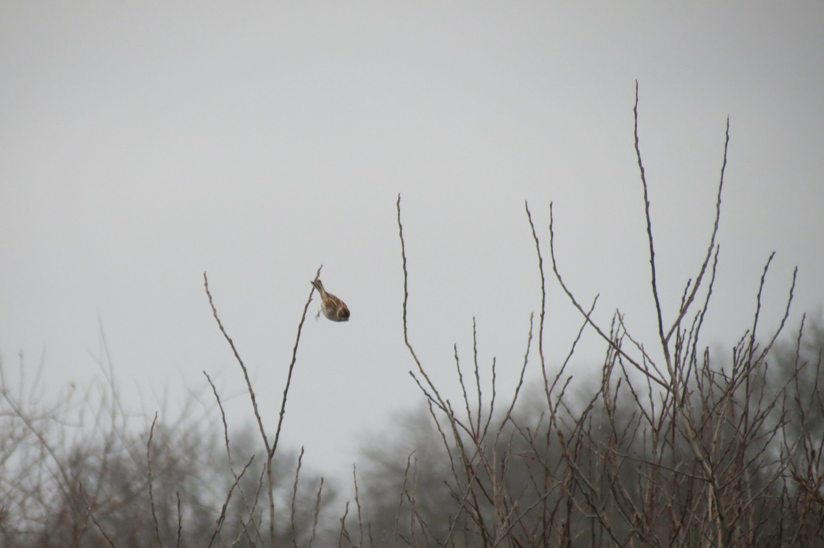 Reed Bunting - ML646446766