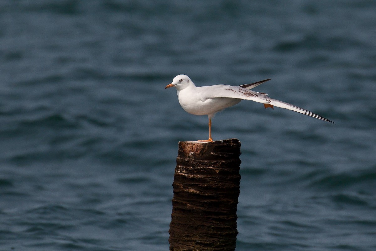 細嘴鷗 - ML646446767