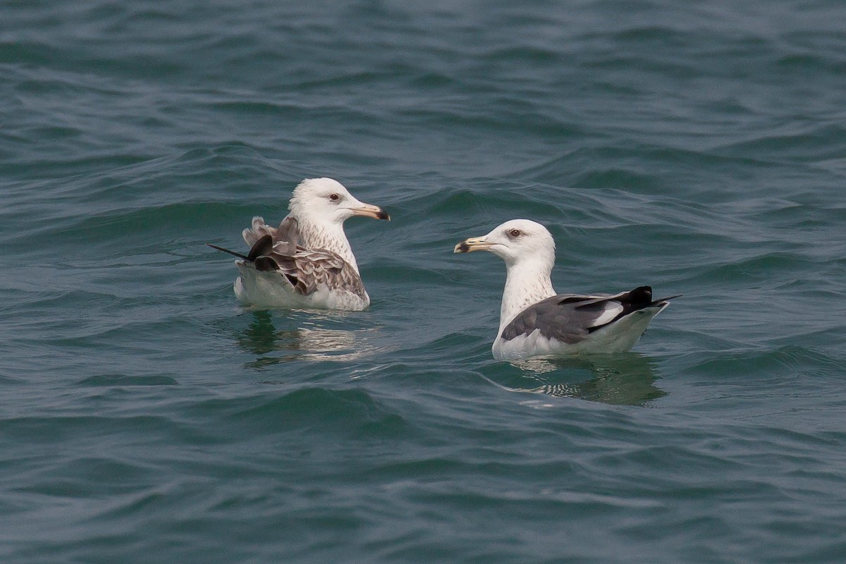 小黑背鷗(heuglini) - ML646446768