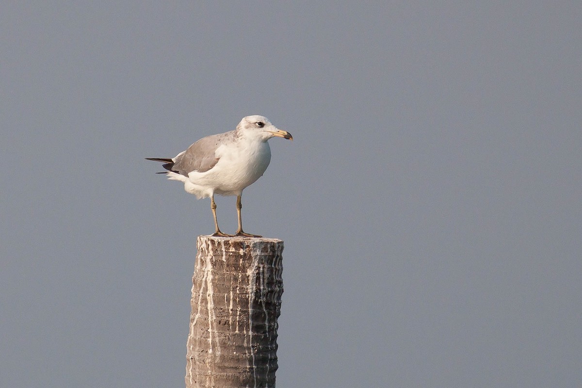 漁鷗 - ML646446769