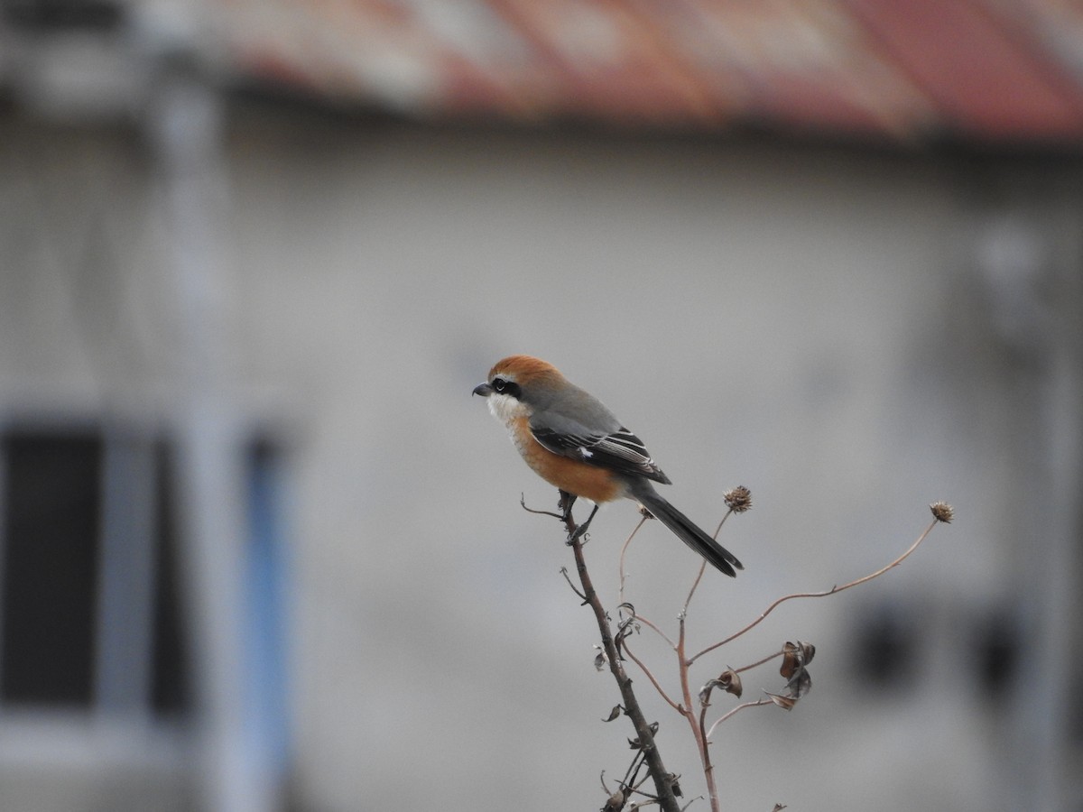 oksevarsler - ML646446770