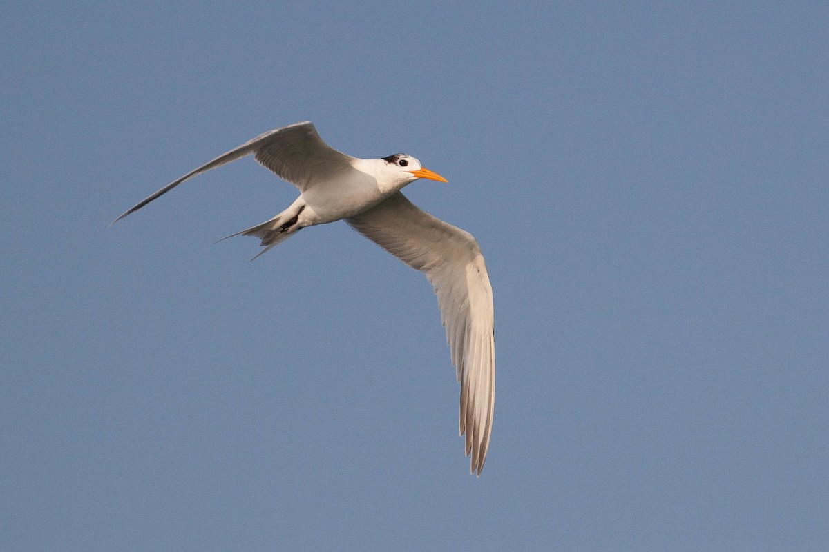 小鳳頭燕鷗 - ML646446775