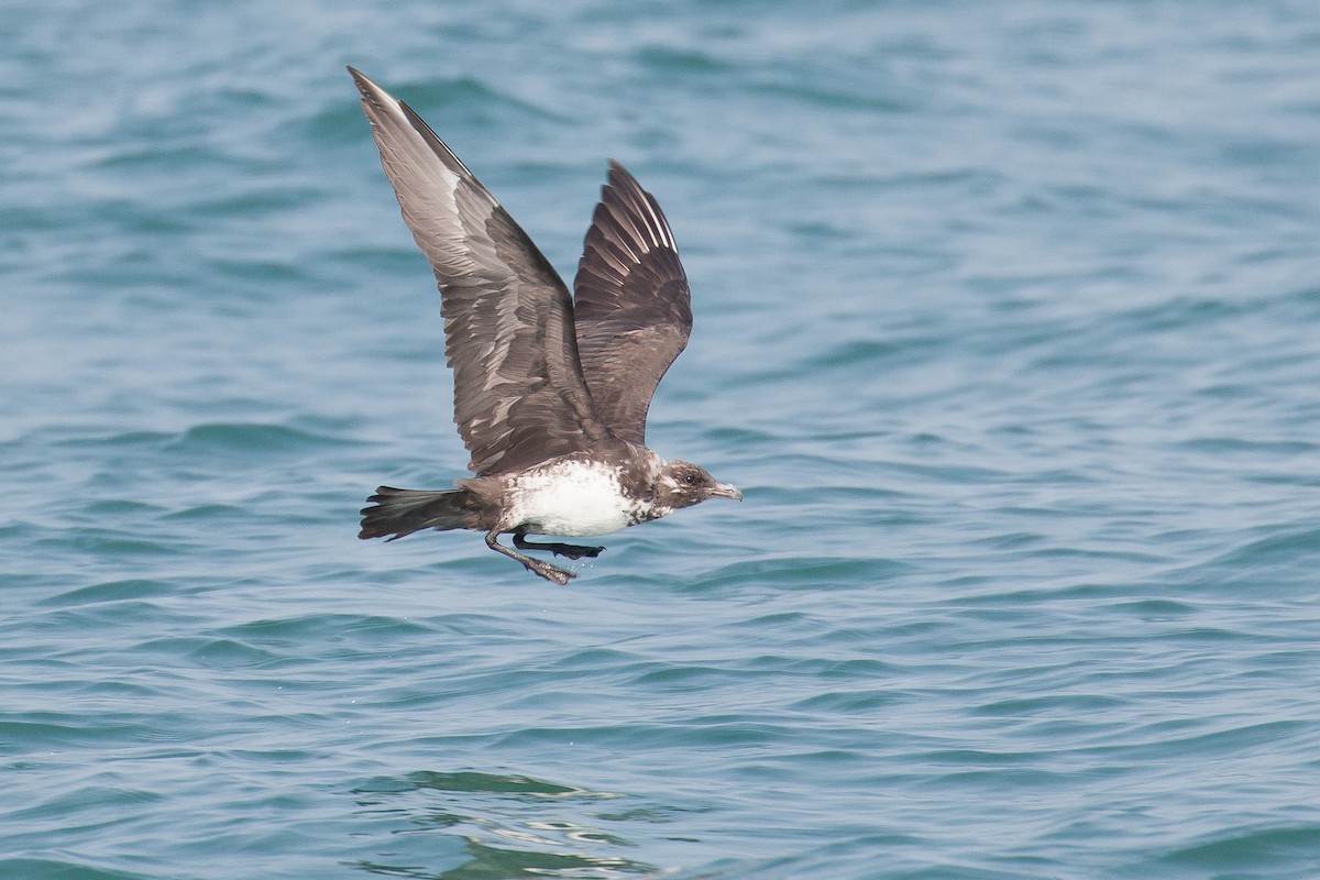 中賊鷗 - ML646446776