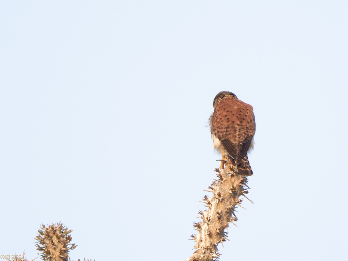 Malagasy Kestrel - ML646446777