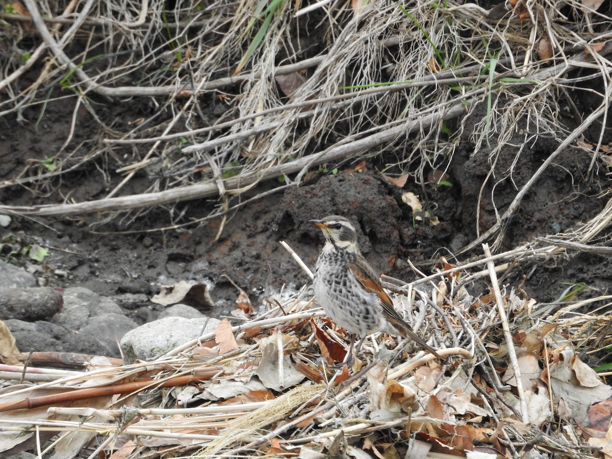 svartflekktrost - ML646446778