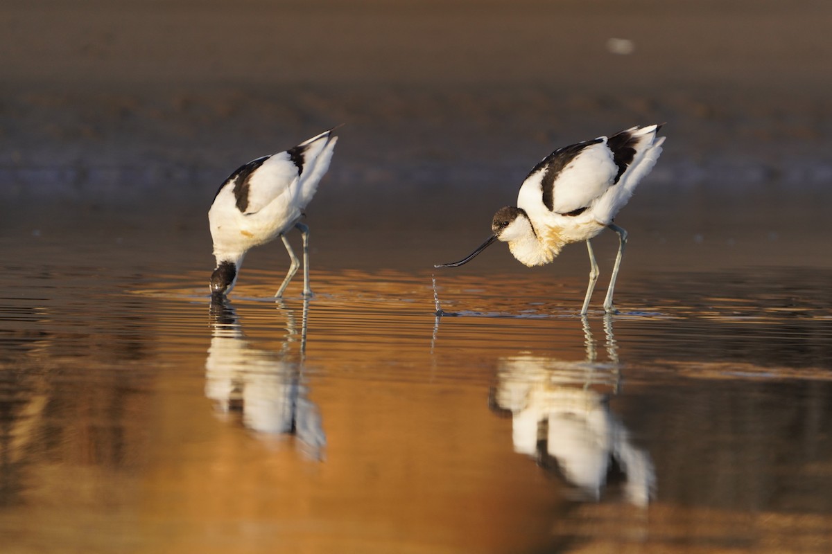 Avocetta - ML646446780