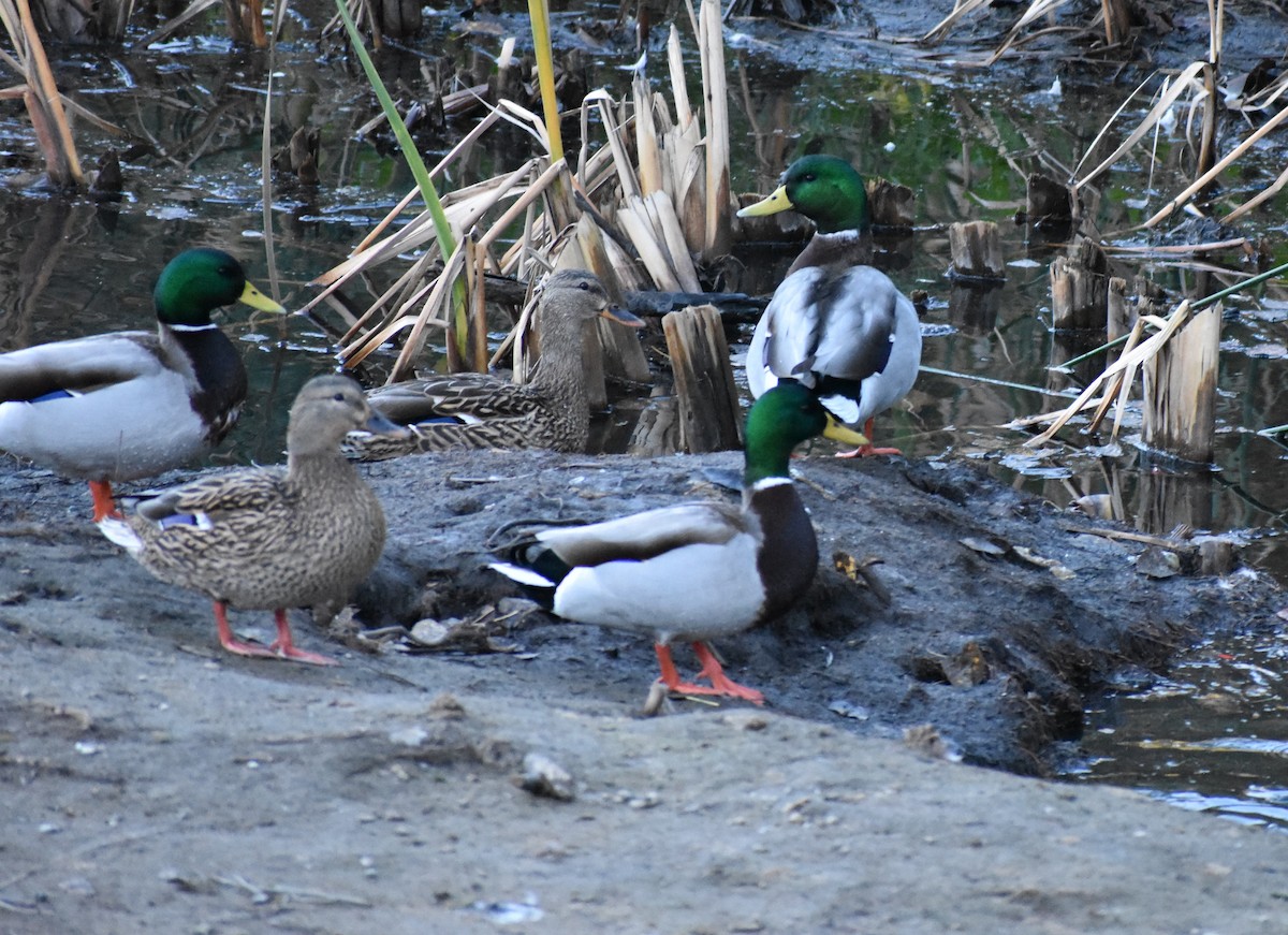 Mallard - ML646446792