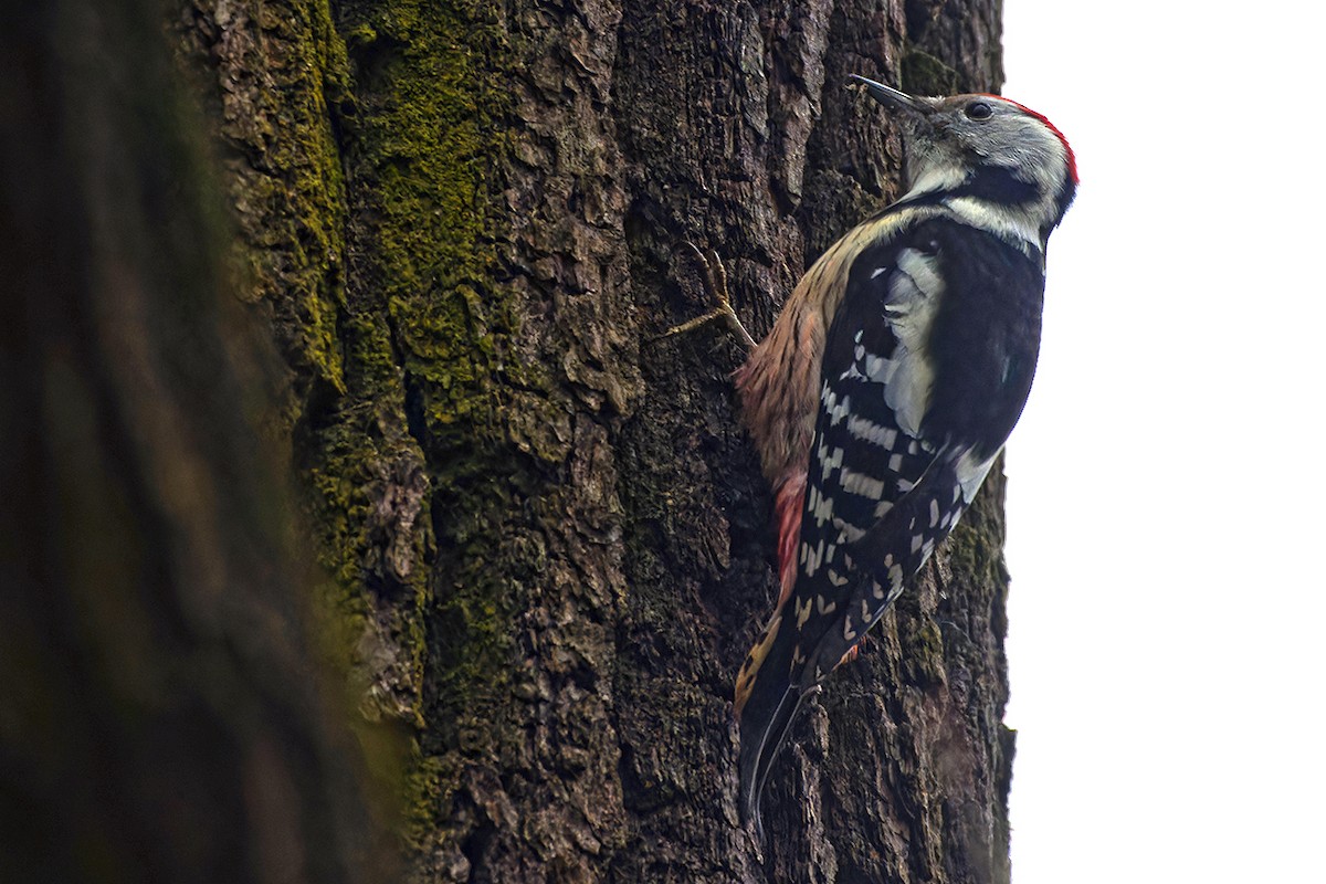 Middle Spotted Woodpecker - ML646446793