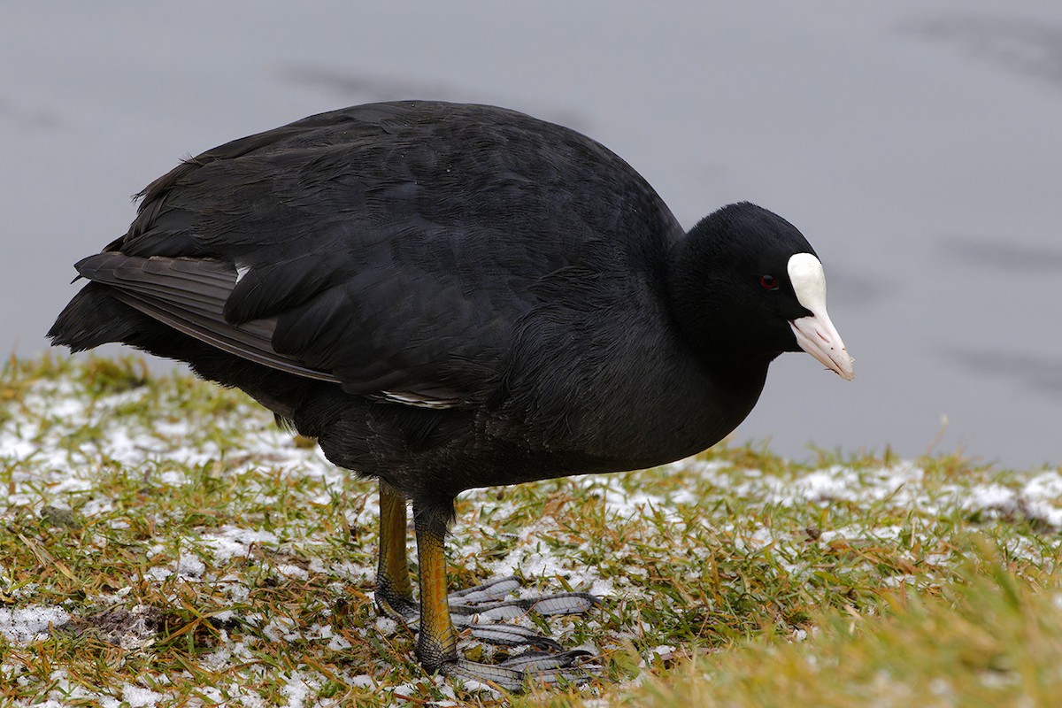 Eurasian Coot - ML646446794