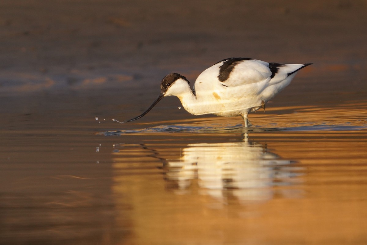 Avocetta - ML646446797