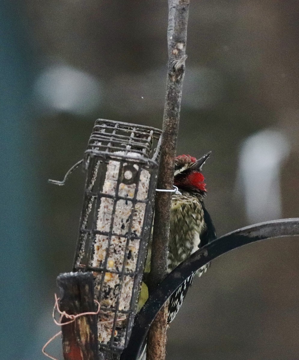 Yellow-bellied Sapsucker - ML646446799